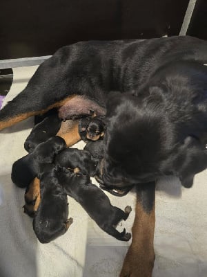 Les chiots de Rottweiler