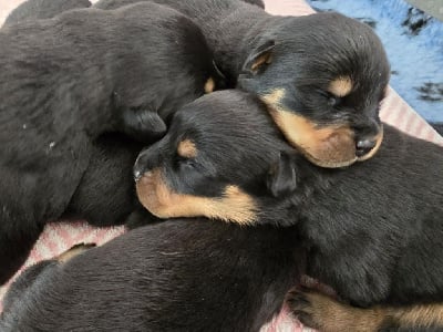 Les chiots de Rottweiler