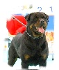CH. Tigger des Rotts de la Baronnie - Meilleur Rottweiler de France depuis 2004 !