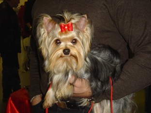 Publication : Of yorkytoons Auteur : Maïté LAHSOK