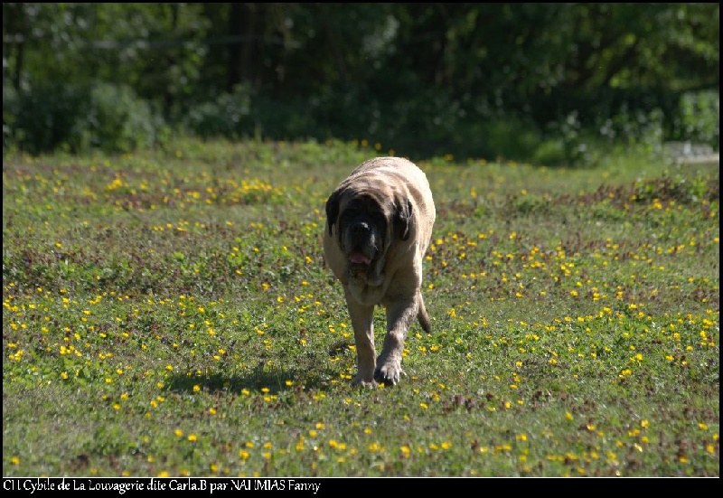 CH. Cybile De la louvagerie
