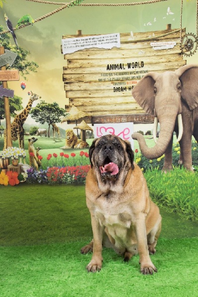 CH. Cybile De la louvagerie