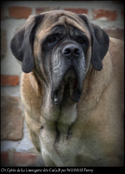 CH. Cybile De la louvagerie