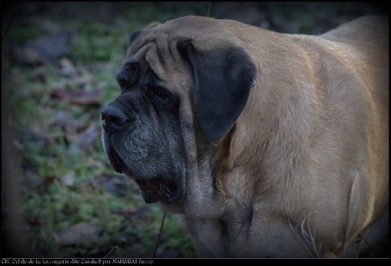 CH. Cybile De la louvagerie