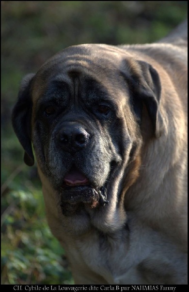 CH. Cybile De la louvagerie