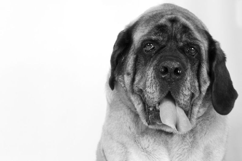 CH. Cybile De la louvagerie