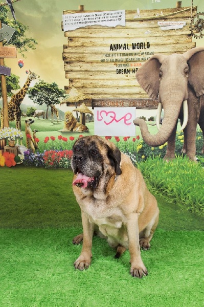 CH. Cybile De la louvagerie