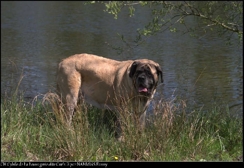 CH. Cybile De la louvagerie