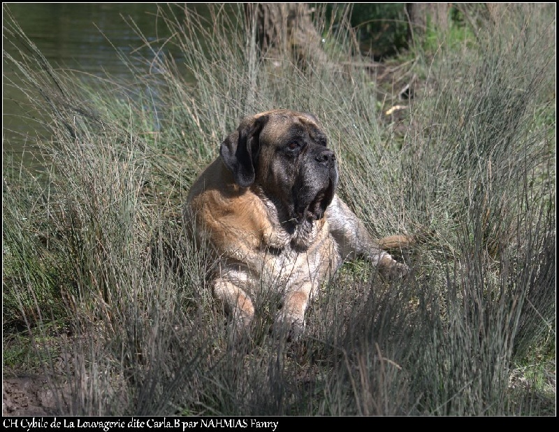 CH. Cybile De la louvagerie