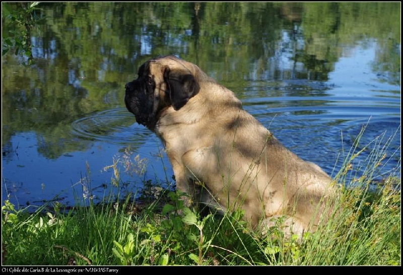 CH. Cybile De la louvagerie