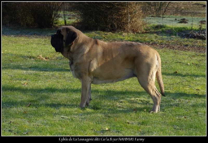 CH. Cybile De la louvagerie