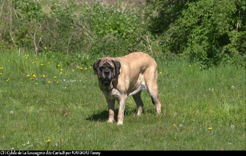 CH. Cybile De la louvagerie