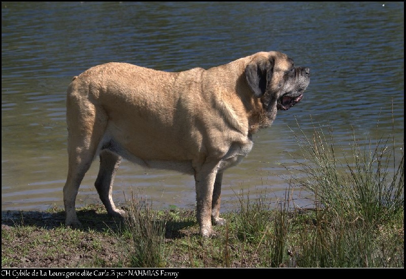CH. Cybile De la louvagerie
