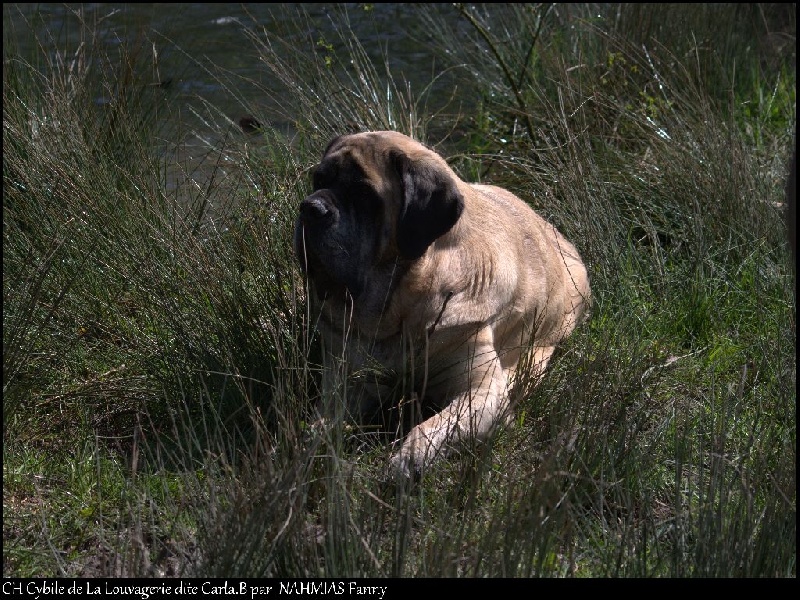 CH. Cybile De la louvagerie