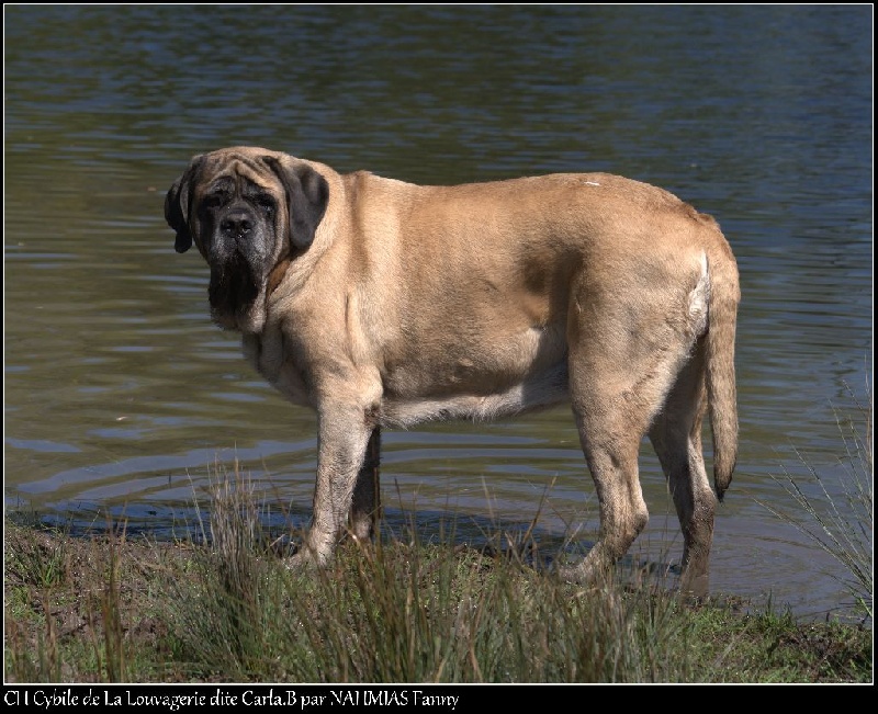 CH. Cybile De la louvagerie
