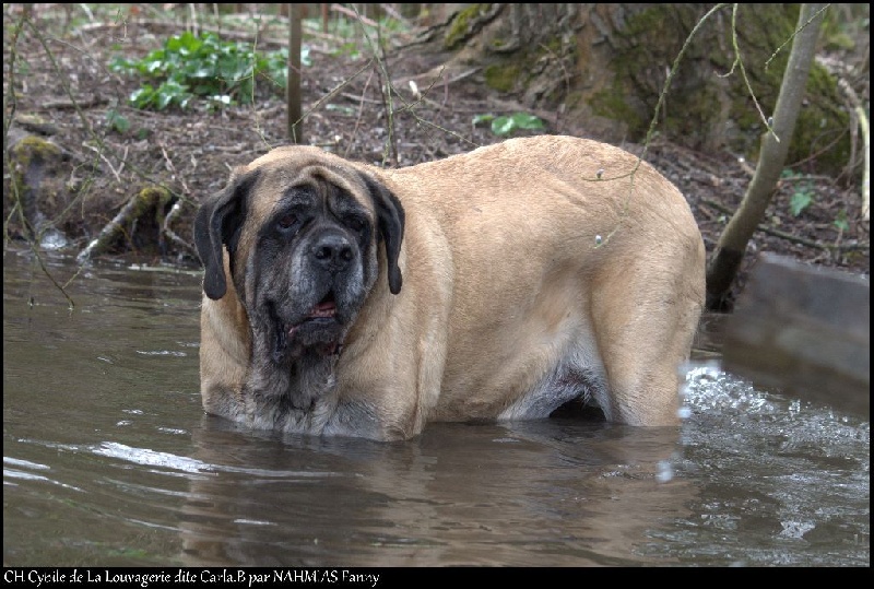 CH. Cybile De la louvagerie