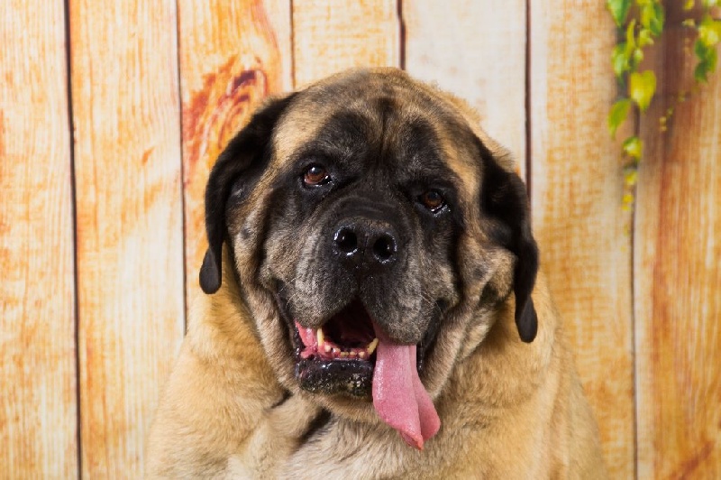 CH. Cybile De la louvagerie