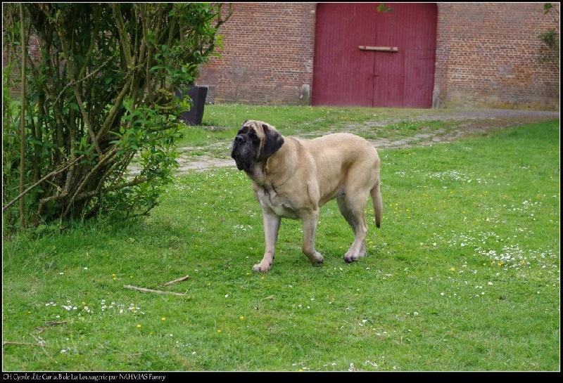 CH. Cybile De la louvagerie