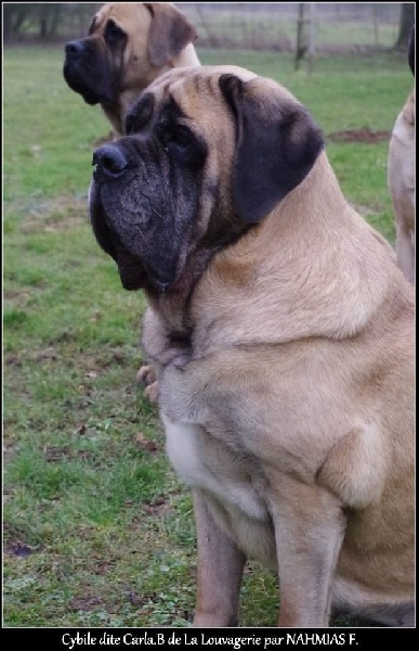 CH. Cybile De la louvagerie