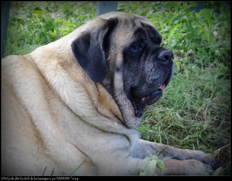 CH. Cybile De la louvagerie