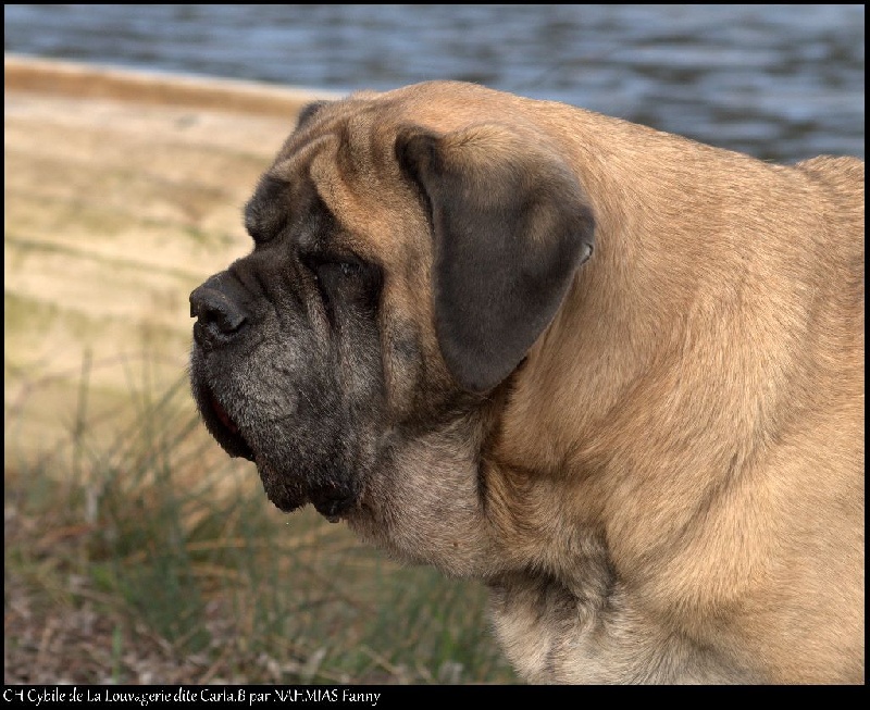 CH. Cybile De la louvagerie