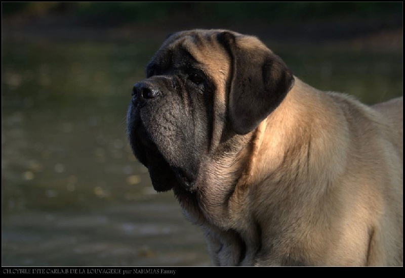 CH. Cybile De la louvagerie