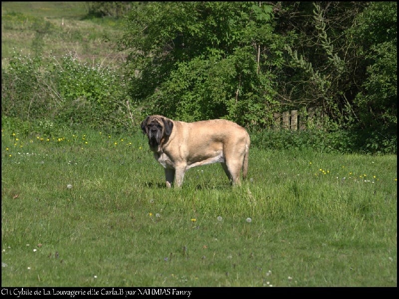 CH. Cybile De la louvagerie