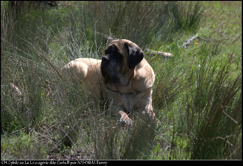 CH. Cybile De la louvagerie
