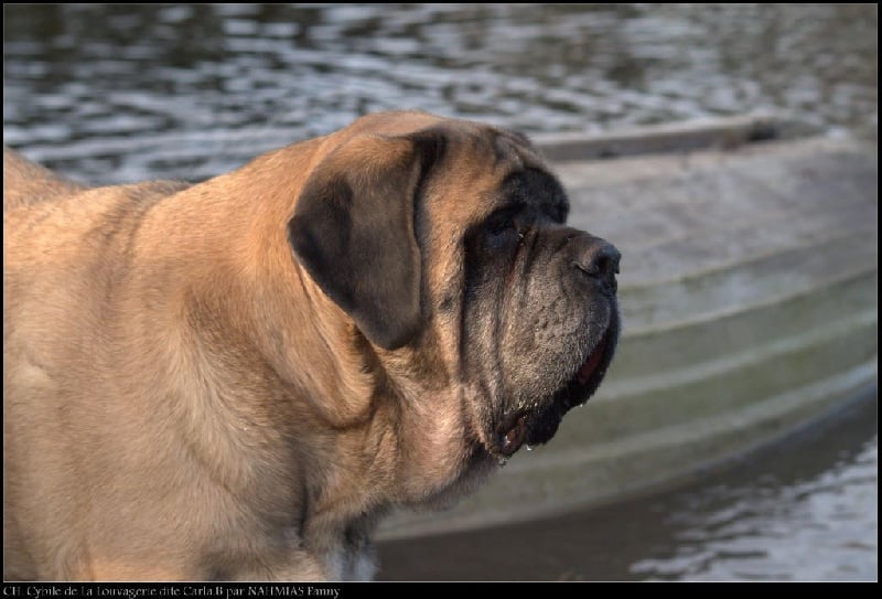 CH. Cybile De la louvagerie