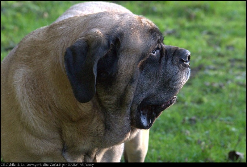 CH. Cybile De la louvagerie