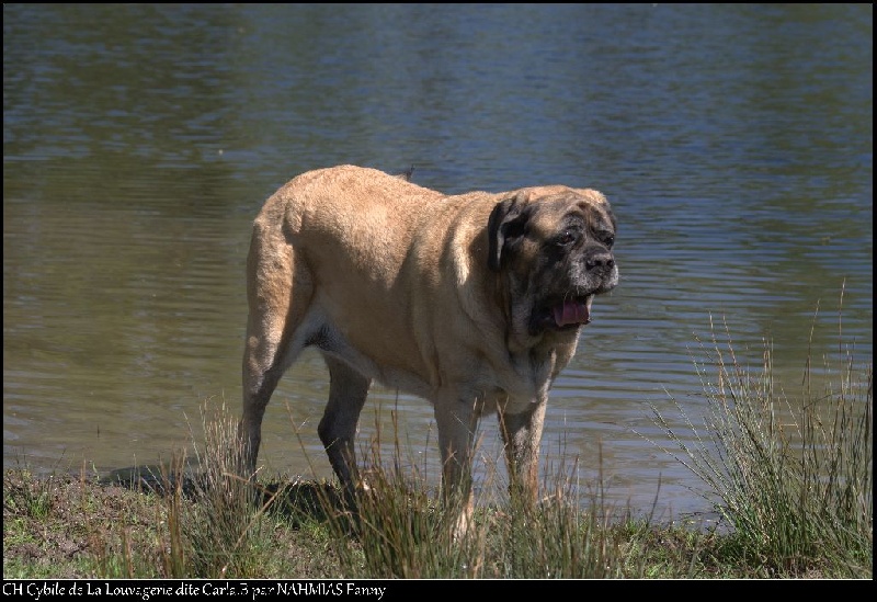 CH. Cybile De la louvagerie