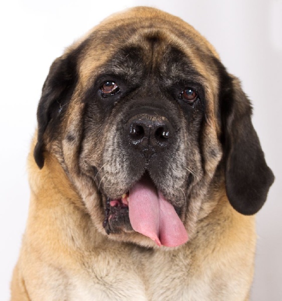 CH. Cybile De la louvagerie