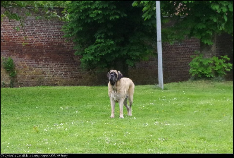 CH. Cybile De la louvagerie