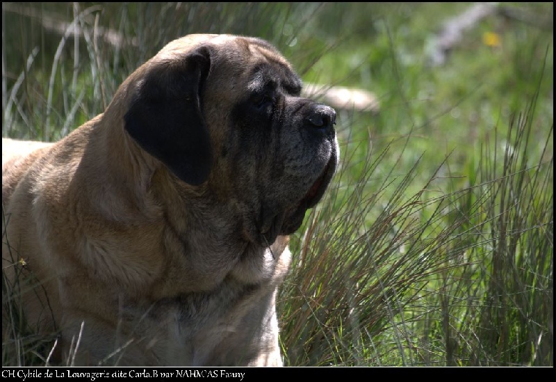 CH. Cybile De la louvagerie