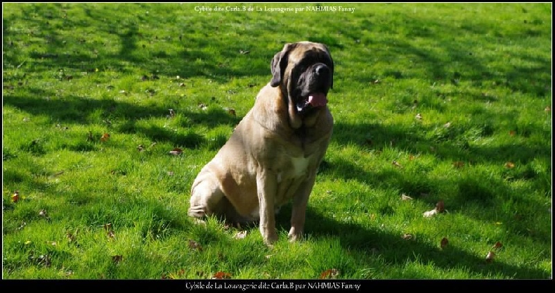 CH. Cybile De la louvagerie