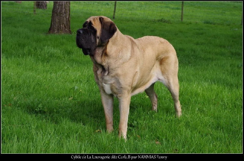 CH. Cybile De la louvagerie