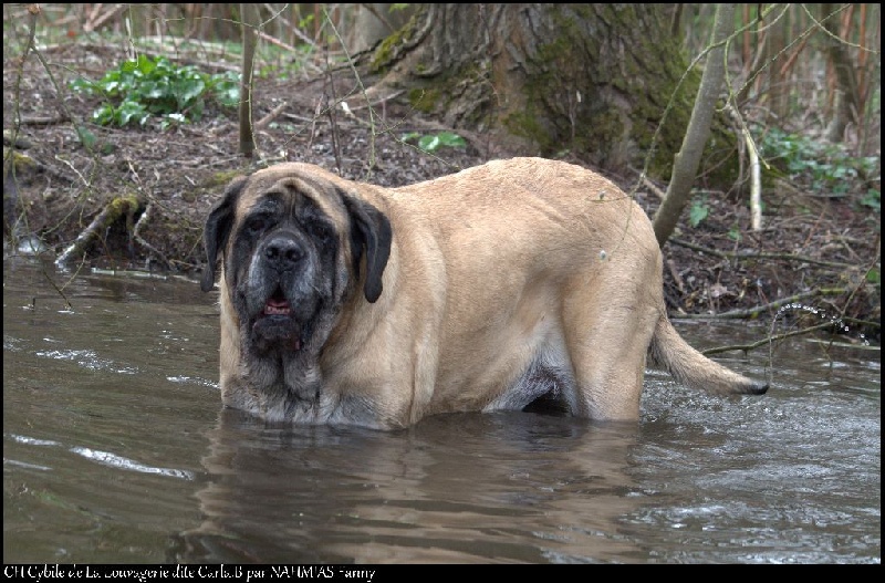 CH. Cybile De la louvagerie