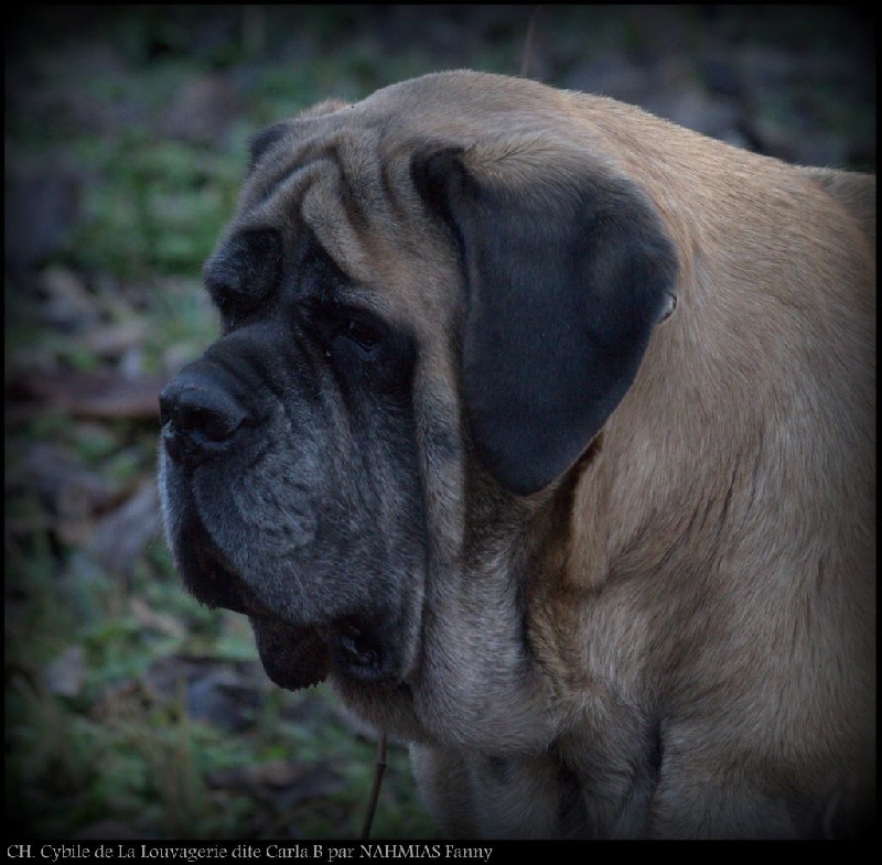 CH. Cybile De la louvagerie