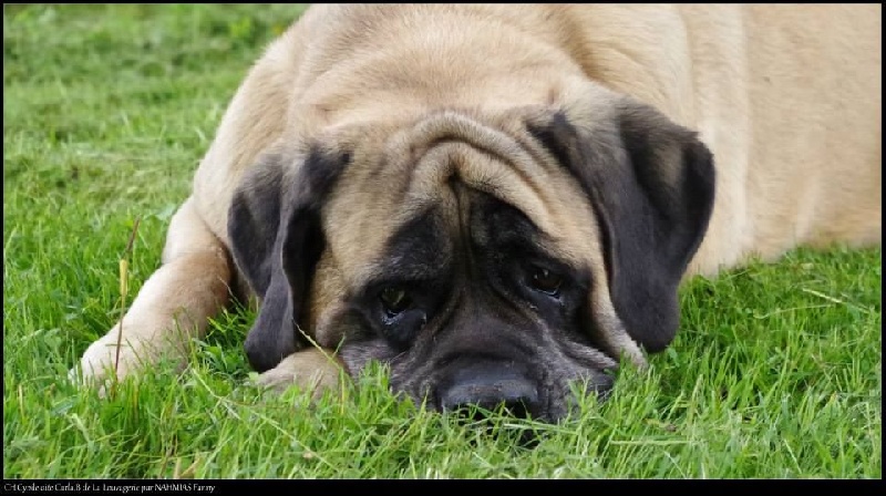 CH. Cybile De la louvagerie