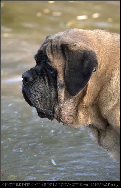 CH. Cybile De la louvagerie