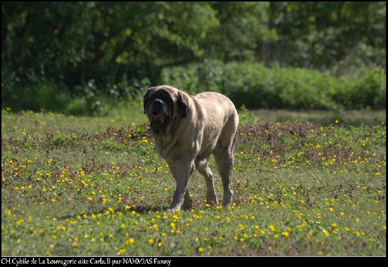 CH. Cybile De la louvagerie