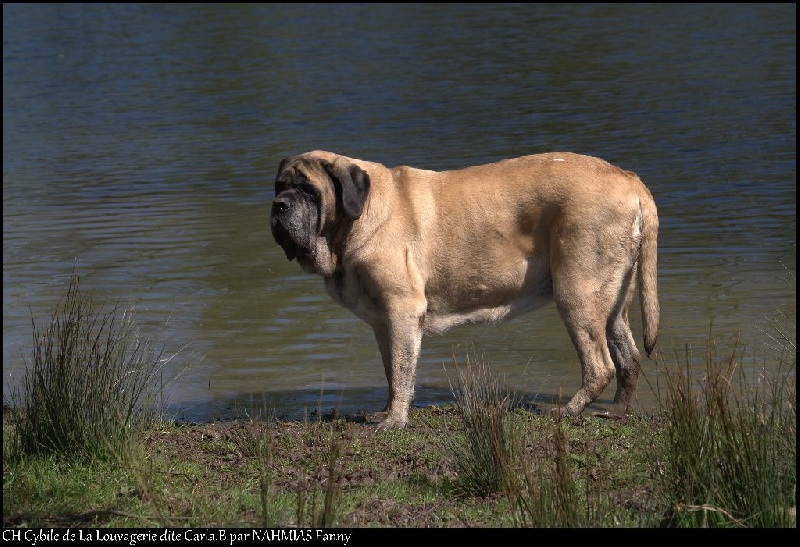 CH. Cybile De la louvagerie