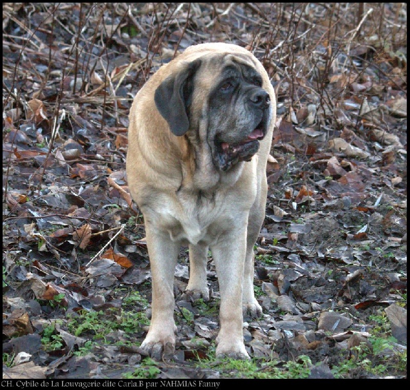 CH. Cybile De la louvagerie
