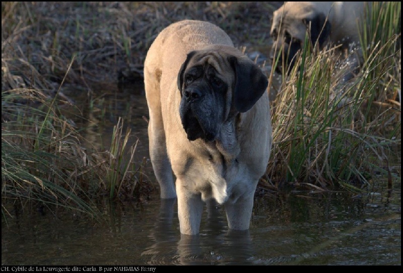 CH. Cybile De la louvagerie