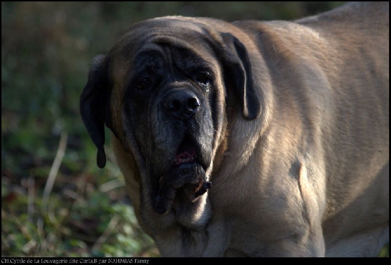 CH. Cybile De la louvagerie