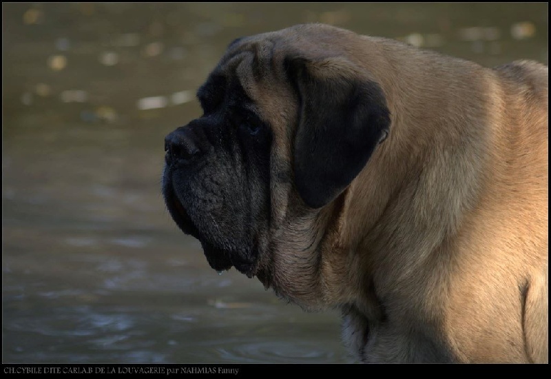 CH. Cybile De la louvagerie