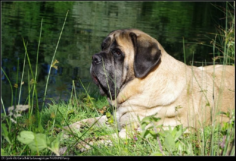 CH. Cybile De la louvagerie