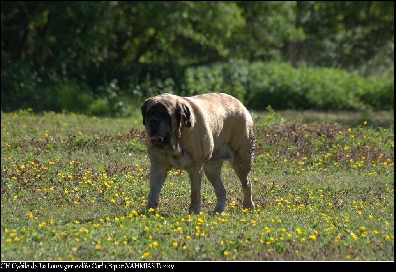 CH. Cybile De la louvagerie