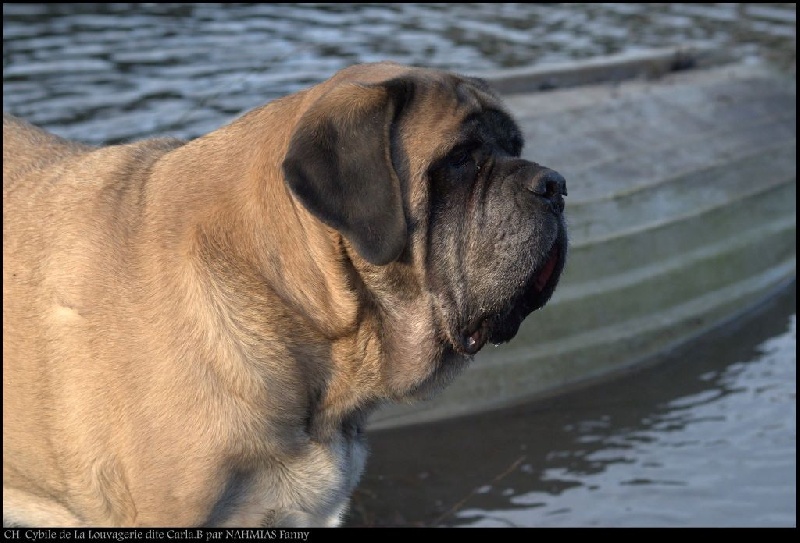 CH. Cybile De la louvagerie