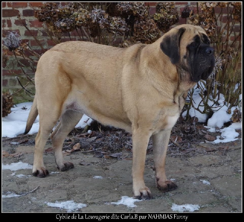 CH. Cybile De la louvagerie